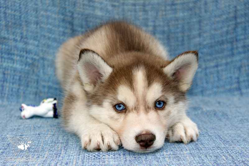 sibirskij-haski-kupit-porodistogo-shenka