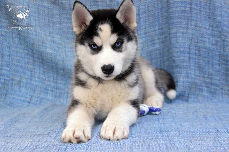 sibirskij-haski-kupit-shenka