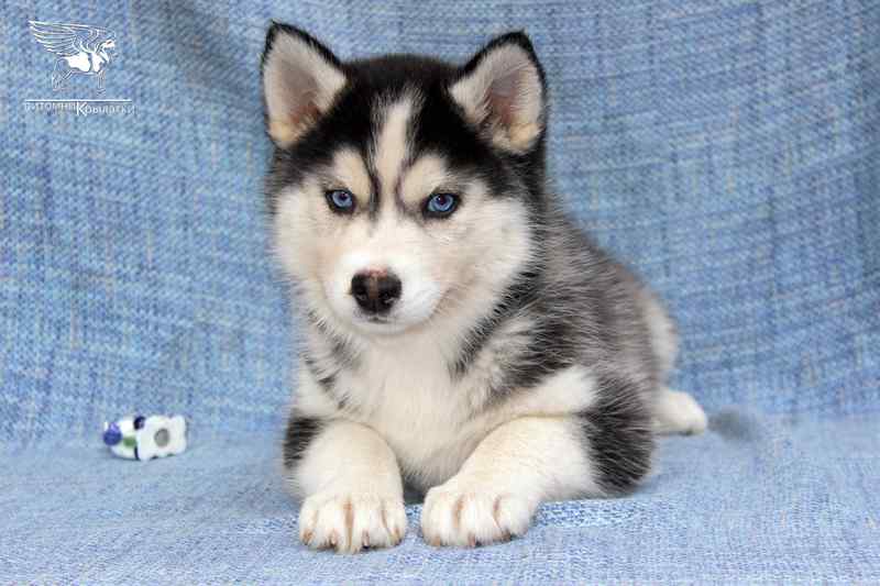 sibirskij-haski-kupit-shenka-iz-pitomnika