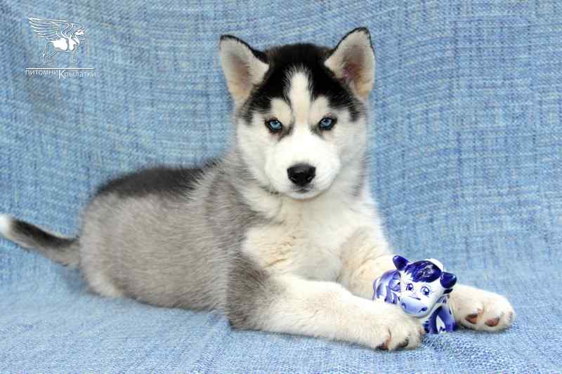 sibirskij-haski-kupit-shenka