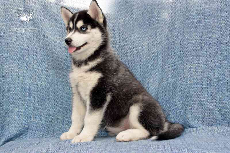 sibirskij-haski-prodazha-shenka-iz-pitomnika