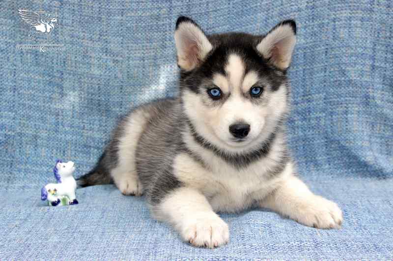 sibirskij-haski-prodazha-shenka-iz-pitomnika