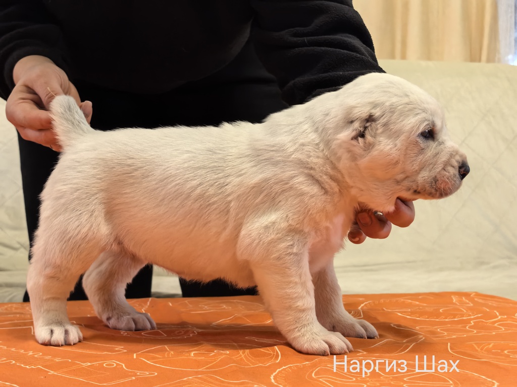 sredneaziatskaya-ovcharka-kupit-shchenka-iz-pitomnika