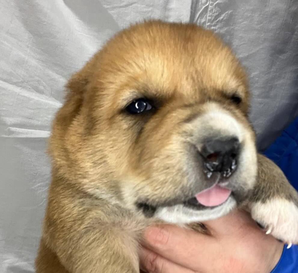 sredneaziatskaya-ovcharka-prodazha-shchenka