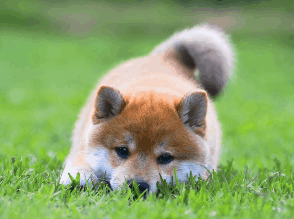 vatash-vo-omatori-pitomnik-siba-inu-prodaga-shhenkov