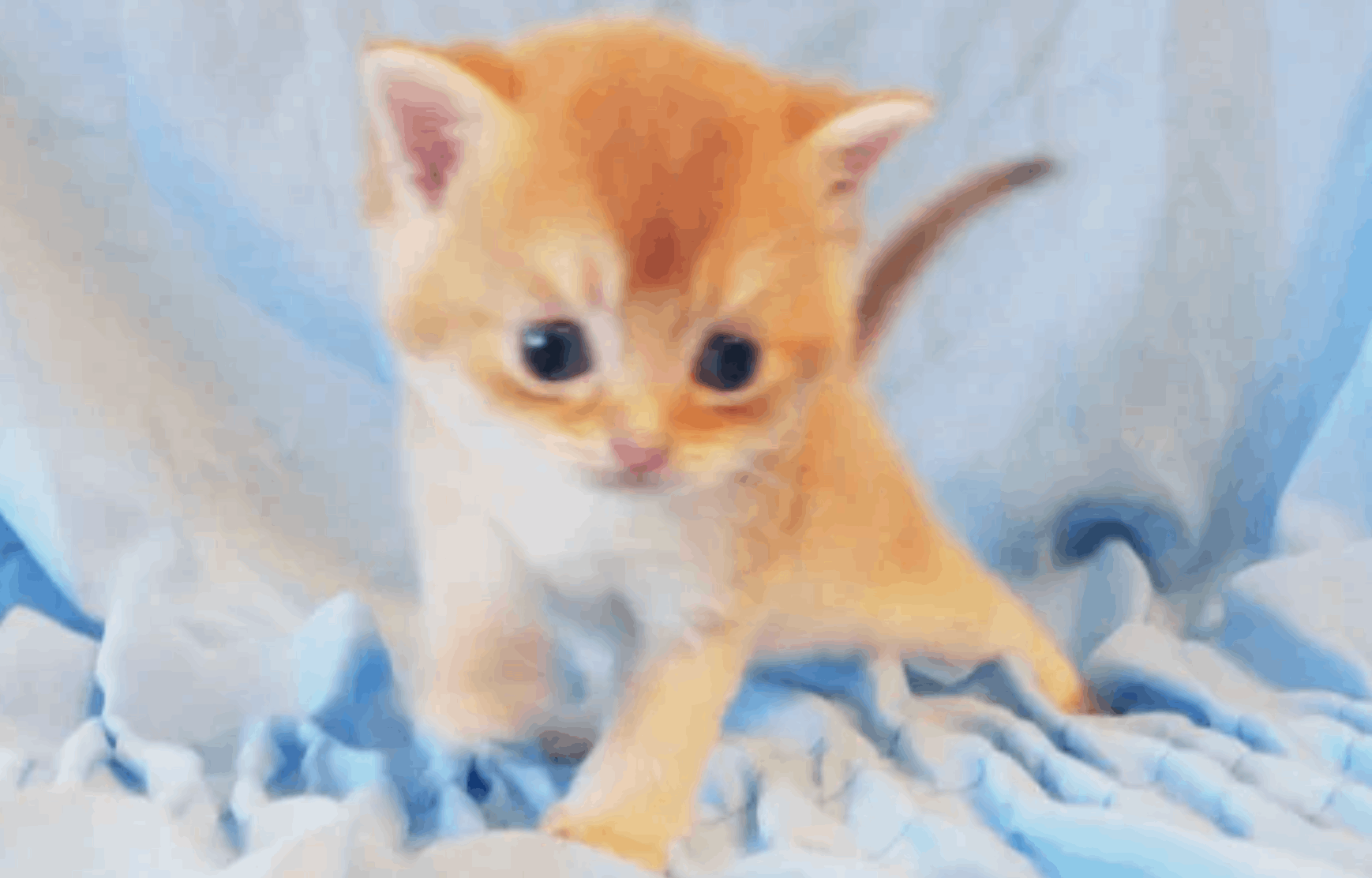 venec-slavi-pitomnik-britanskih-koshek-prodaga-kotenka