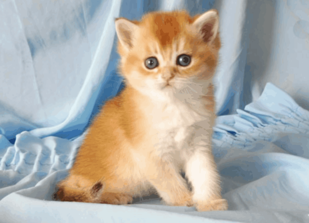 venec-slavi-pitomnik-britanskih-koshek-prodaga-kotenka