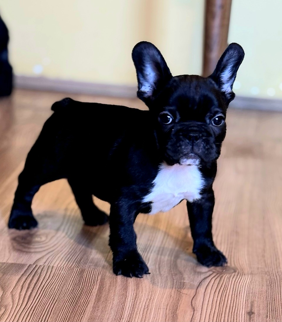 viber_image_2025-10-27_21-44-49-437