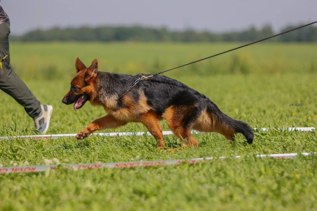 zavist-bogov-pitomnik-nemeckih-ovcharok-kupit-shhenka