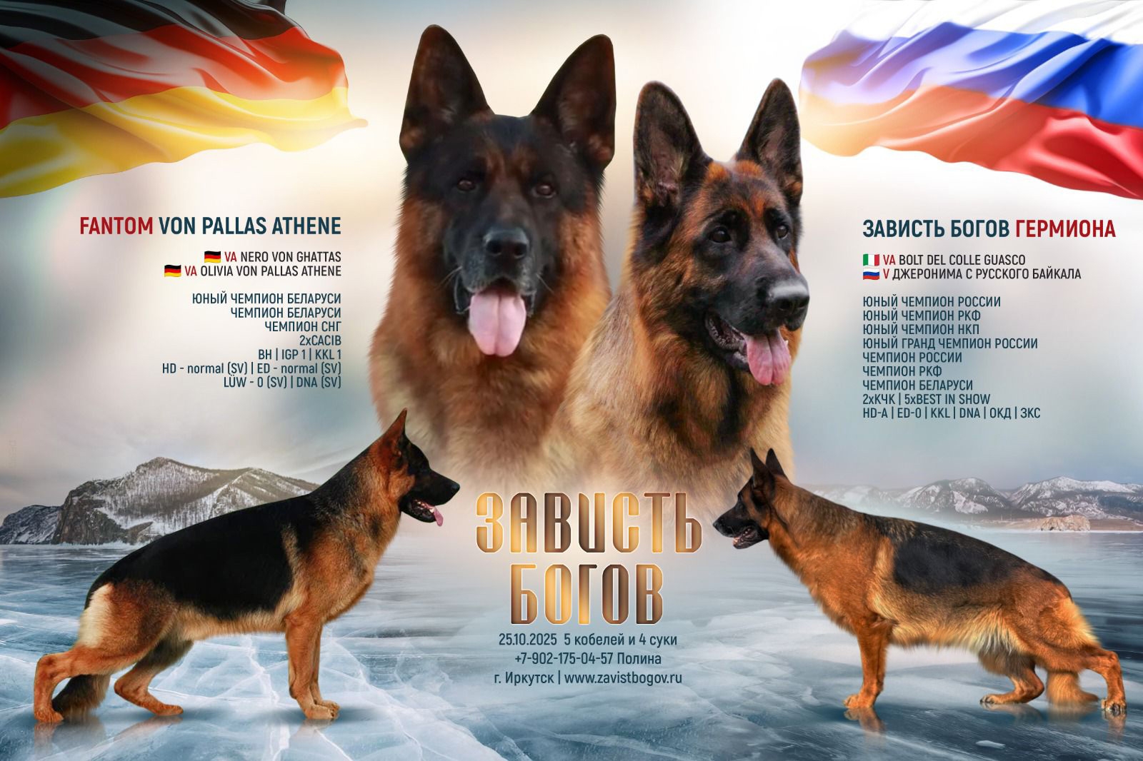 zavist-bogov-pitomnik-nemeckih-ovcharok-prodaga-shhenka