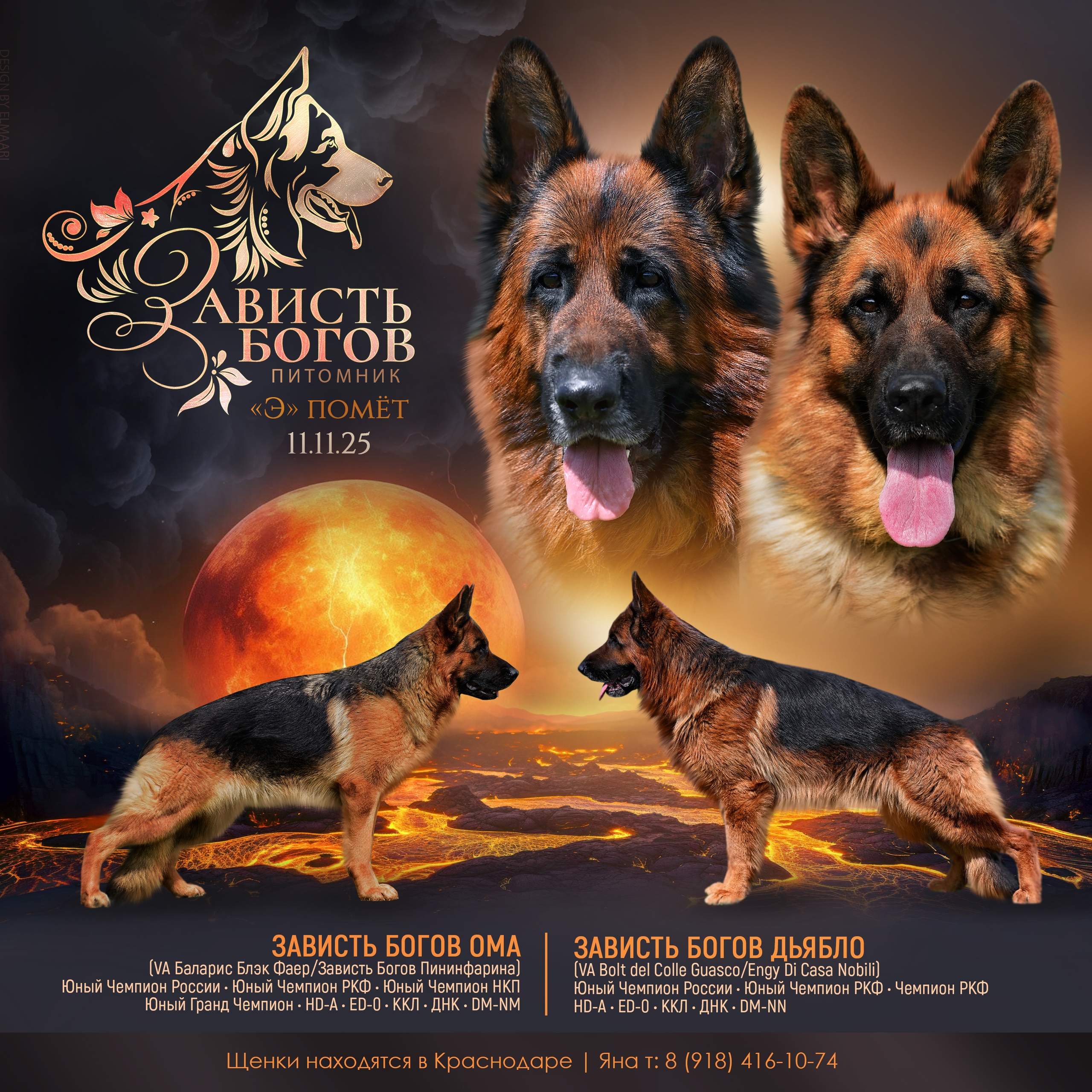 zavist-bogov-pitomnik-nemeckih-ovcharok-prodaga-shhenkov