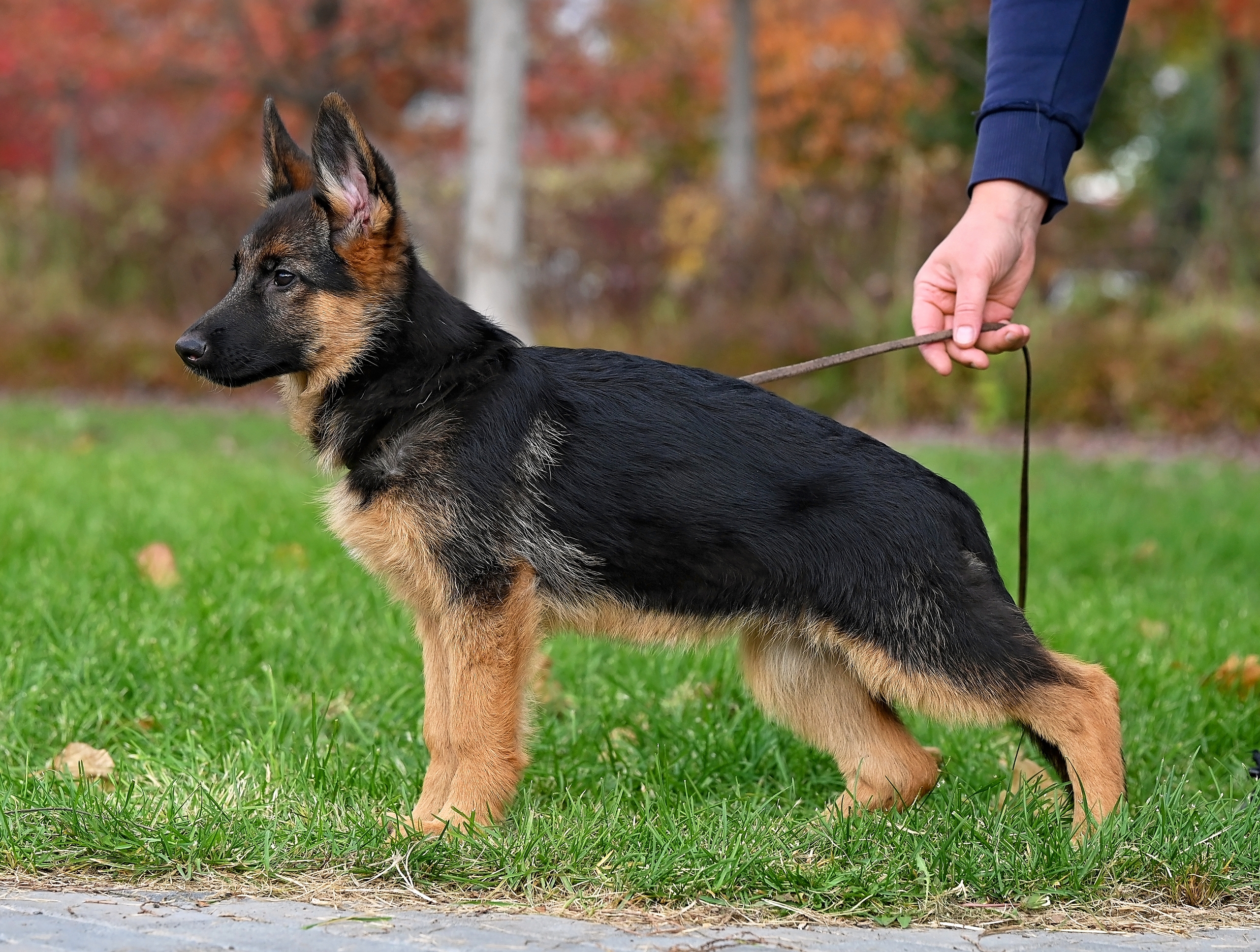 zavist-bogov-pitomnik-nemeckih-ovcharok-prodaga-sobak