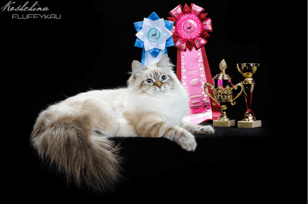 zlato-ziberio-pitomnik-nevskih-maskaradnih-koshek-prodaga-kotenka