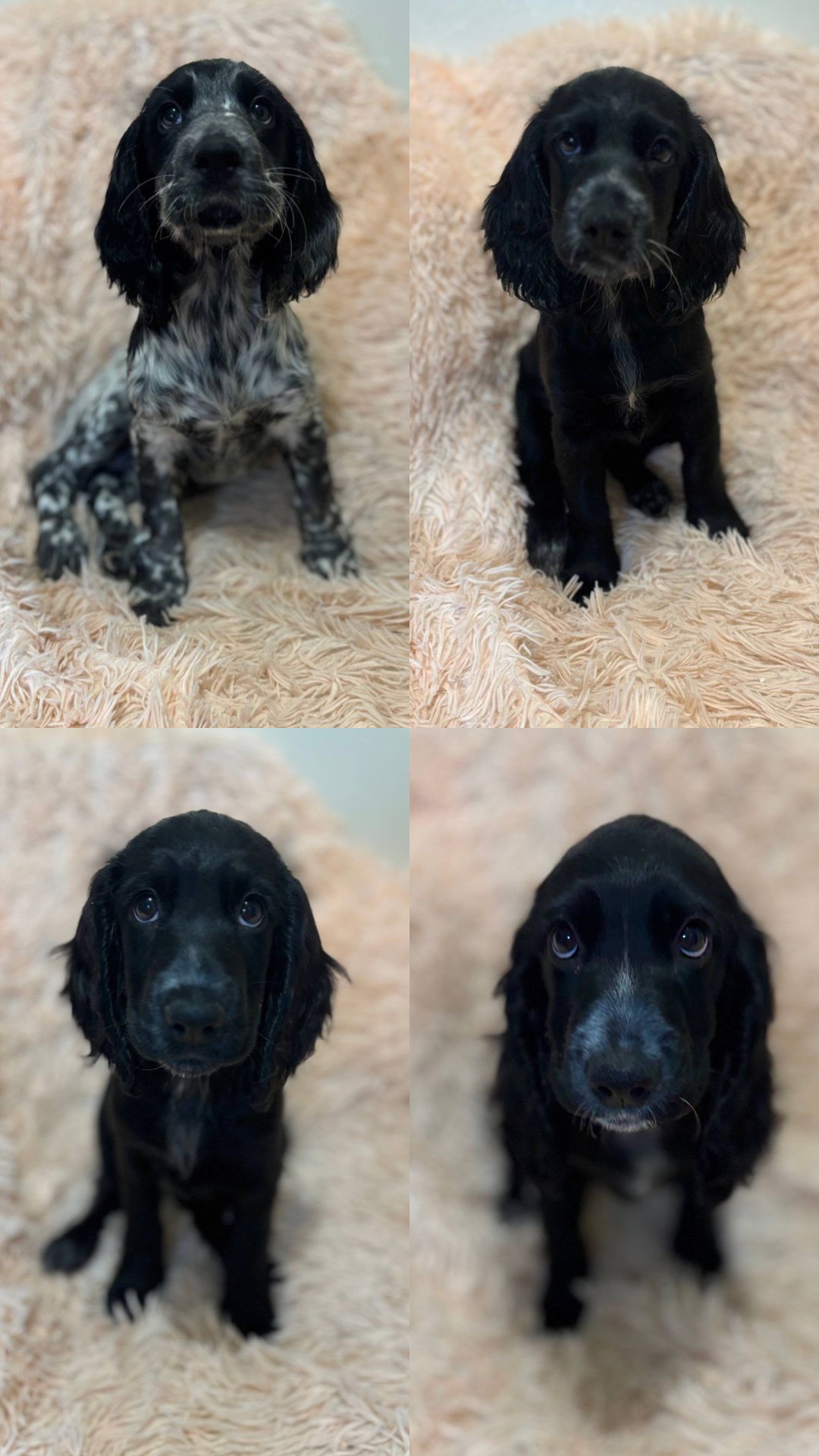 A9C41F49-3607-48FA-96C9-288F3739F41B