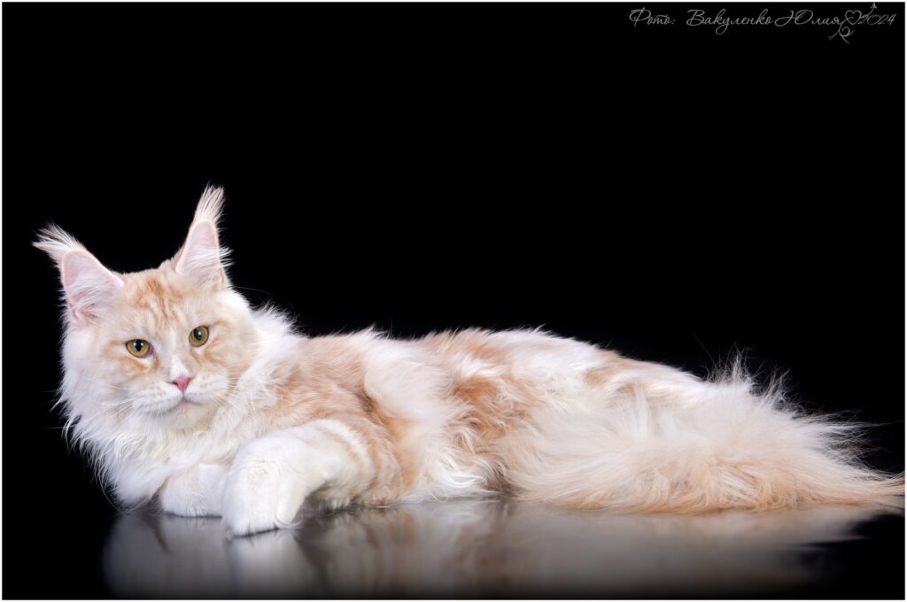 ALLIANCE-pitomnik-mejn-kunov-prodaga-koshek