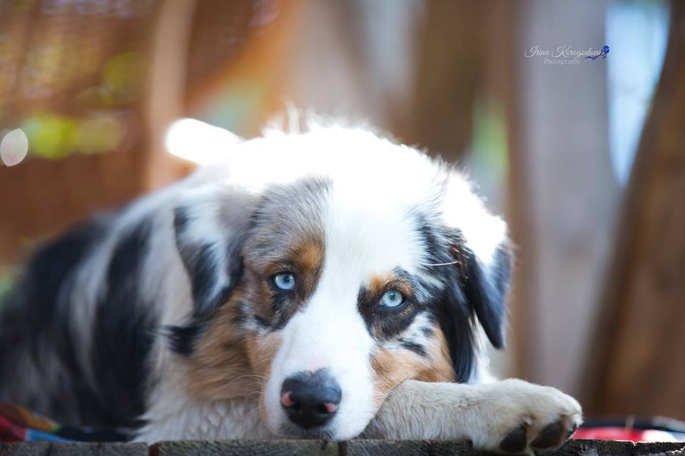 AVE-DINORNIS-pitomnik-amerikanskih-ovcharok-kupit-shhenkov