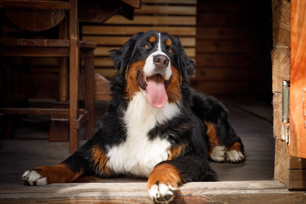Baikal-Tricolour-pitomnik-bernskih-zennenhundov-kupit-shhenka