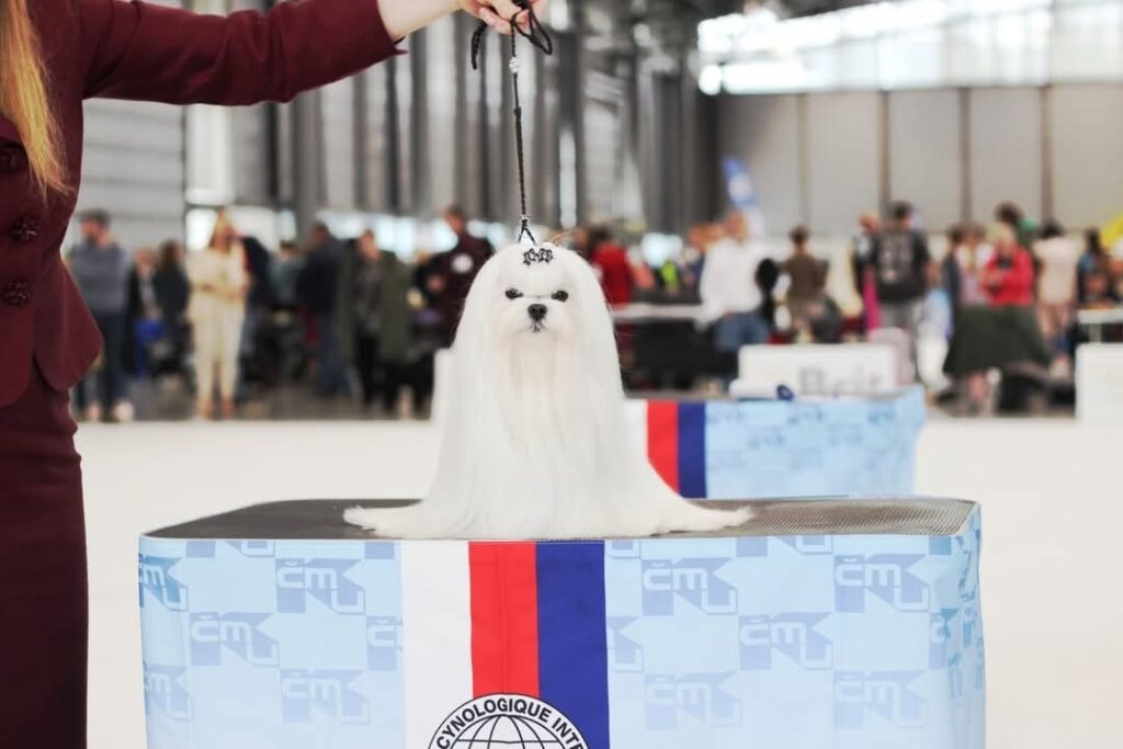 Beauty-Shantal-pitomnik-malteze-prodaga-sobaki