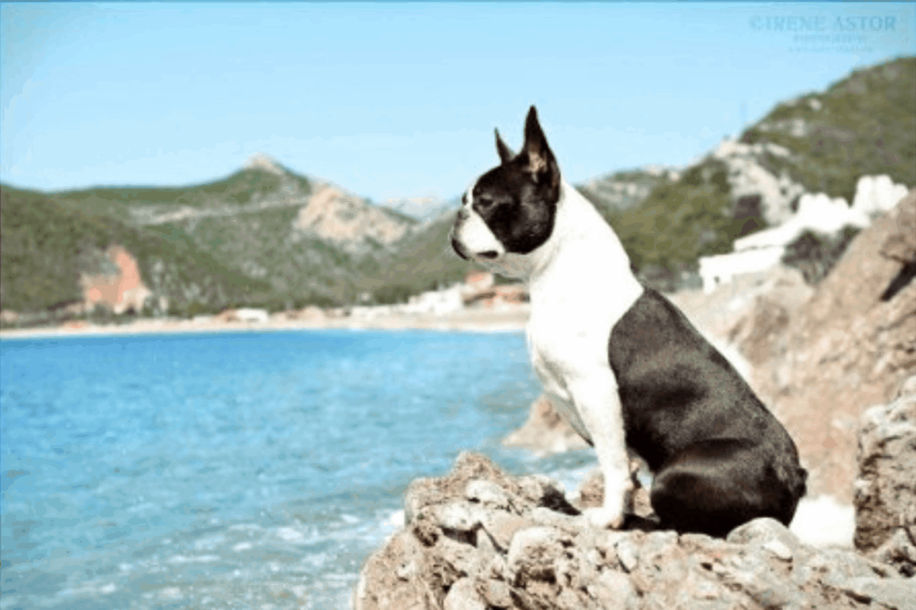 Boston-Style-pitomnik-boston-tererov-prodaga-sobaki