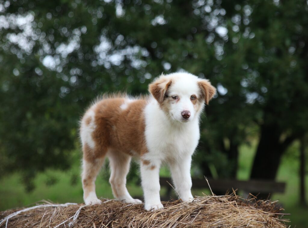 Elen-Vladkhins-Finwest-pitomnik-bernskih-zennenhundov-prodaga-shhenkov-1