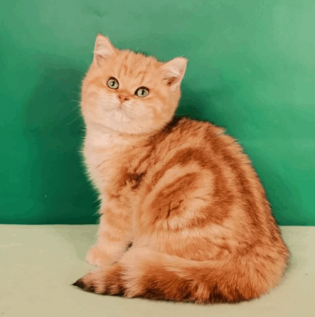 Ellina-pitomnik-britanskih-kotjat-prodaga-koshek