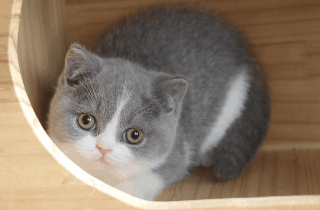 Ellina-pitomnik-britanskih-kotjat-prodaga-kotjat