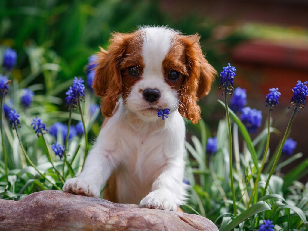 FOUR-OF-KIND-pitomnik-kavaler-king-charlz-spanielej-prodaga-shhenkov