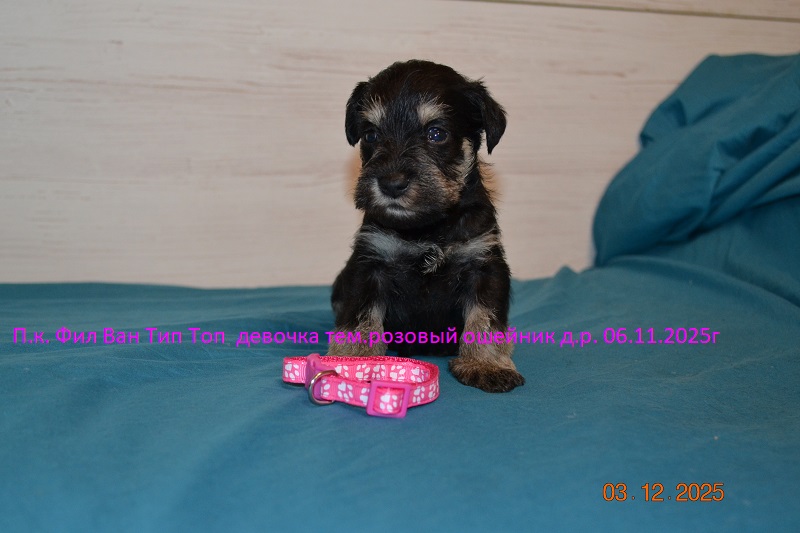 Fil-Van-TIP-TOP-pitomnik-cvergshnaucer-kupit-shhenka-1