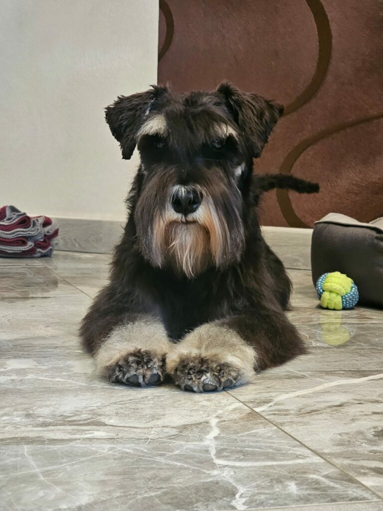 Fil-Van-TIP-TOP-pitomnik-cvergshnaucer-prodaga-shhenka