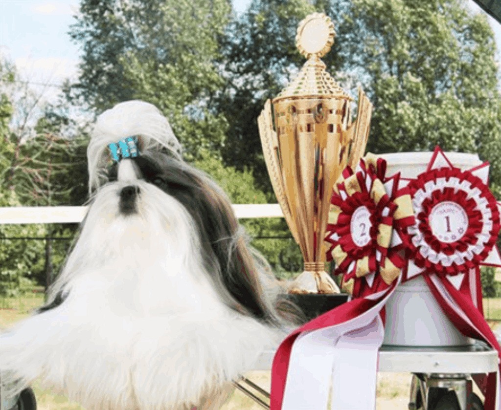 Gol-Den-Meri-pitomnik-shi-tcu-kupit-shhenka