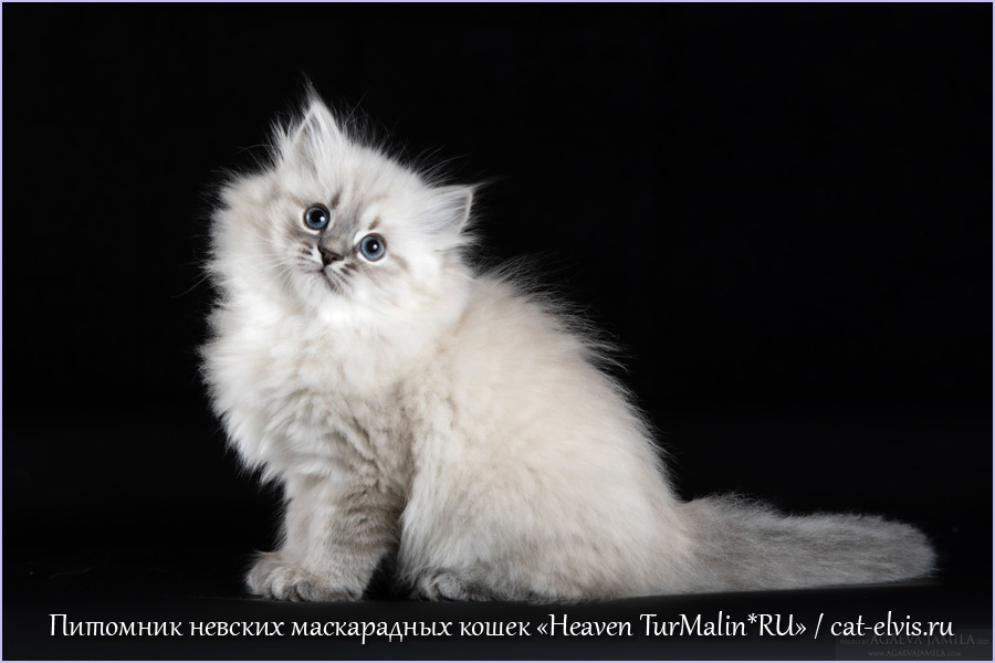 Heaven-TurMalin-pitomnik-nevskih-maskaradnih-koshek-prodaga-koshek