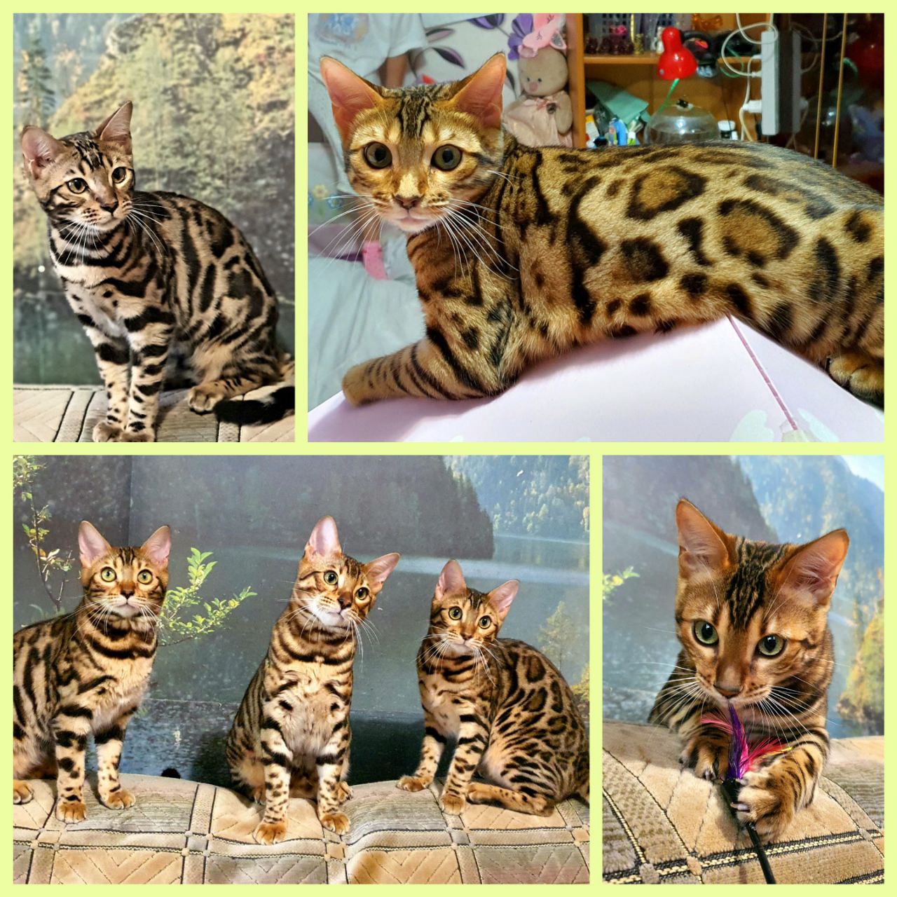 IMG_20251130_195707_616