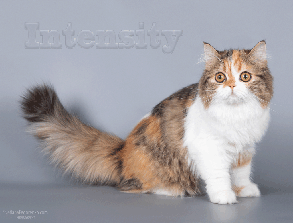 IntenSity-pitomnik-britanskih-koshek-prodaga-koshek