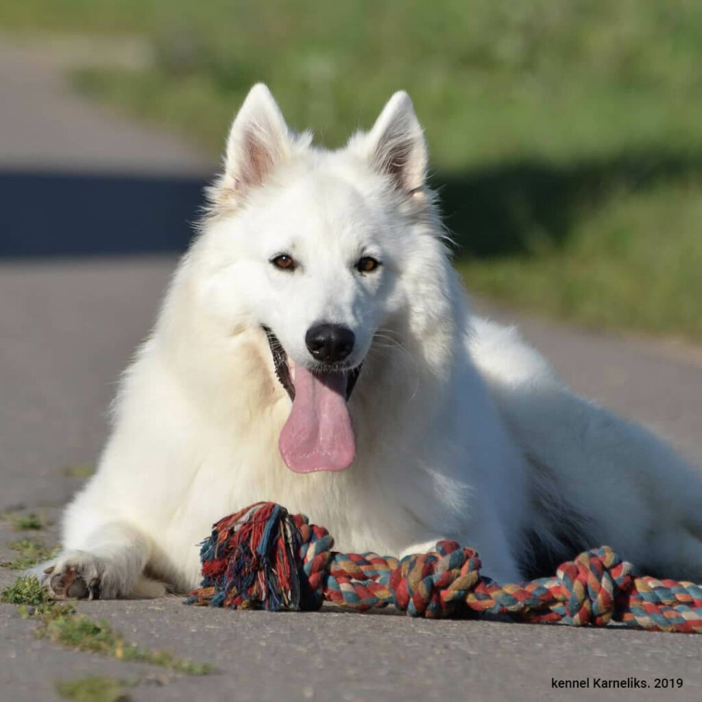 Karneliks-pitomnik-beloj-shvejcarskoj-ovcharki-prodaga-shhenka