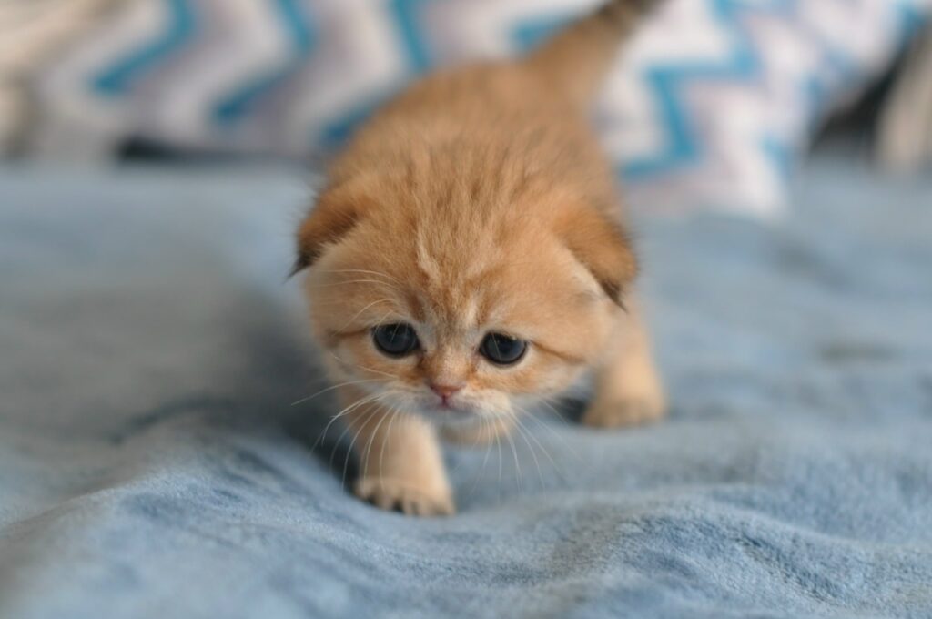 La-perle-de-Bella-pitomnik-shotlandskih-koshek-kupit-kotjat