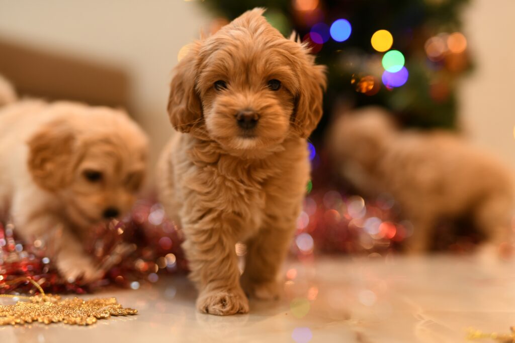 Mimimi-pitomnik-maltipu-prodaga-sobaki