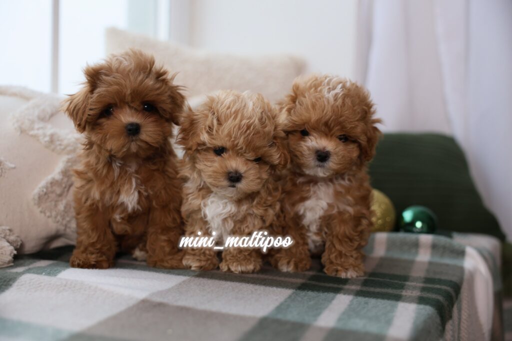 Mini-Maltipoopitomnik-maltipu-prodaga-shhenkov