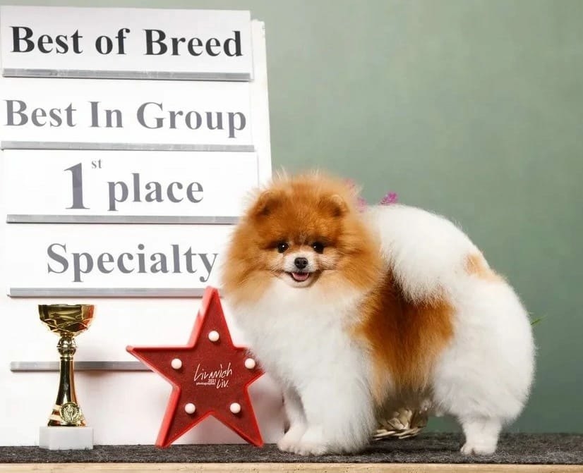 NIKSEND-pitomnik-pomeranskih-shpicev-prodaga-shhenka-1