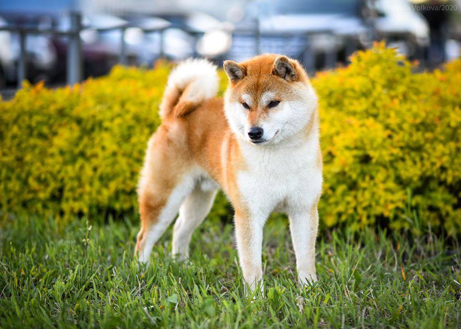 Nikola-Gold-pitomnik-siba-inu-pkupit-shhenkov