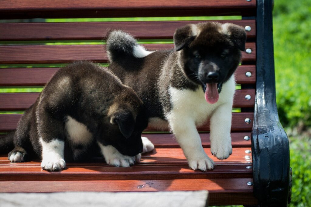 Pride-Men-pitomnik-senbernarov-kupit-shhenkov