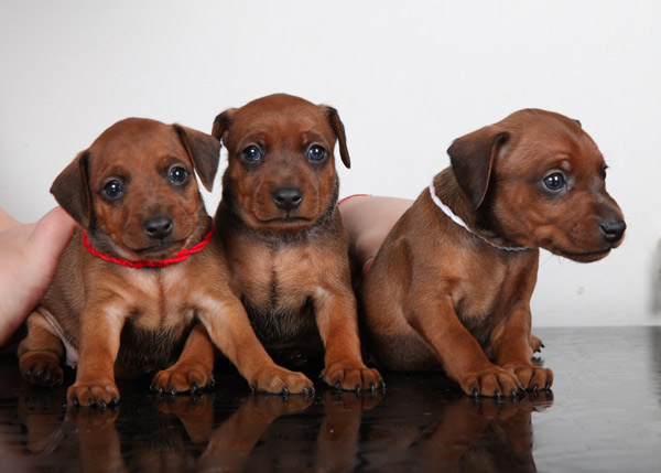 Santa-Julf-pitomnik-dobermanov-prodaga-shhenkov