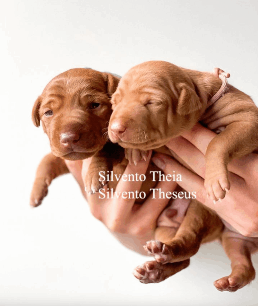 Silvento-pitimnik-levretok-prodaga-shhenkov-1