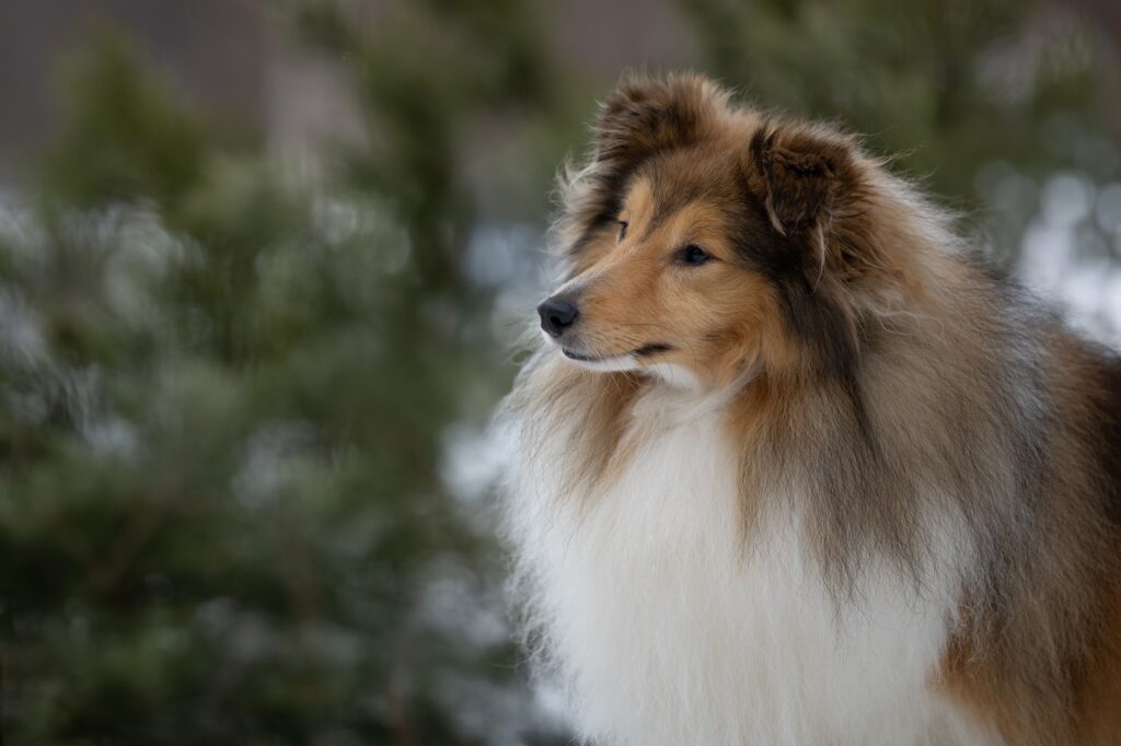 Stasyline-pitomnik-shelti-prodaga-shhenkov
