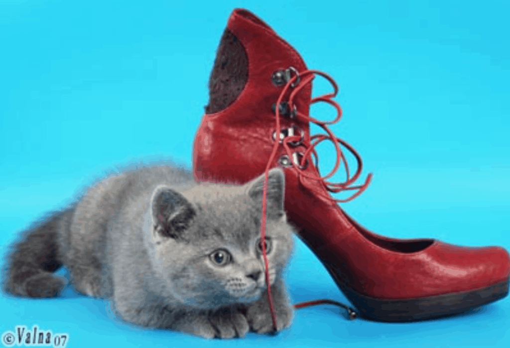 Tin-Arden-pitomnk-britanskih-koshek-prodaga-koshki