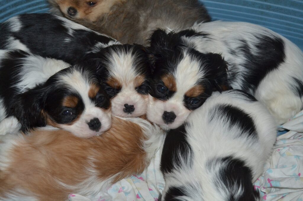 ajsor-pitomnik-pomeranskogo-shpica-prodaga-shhenkov