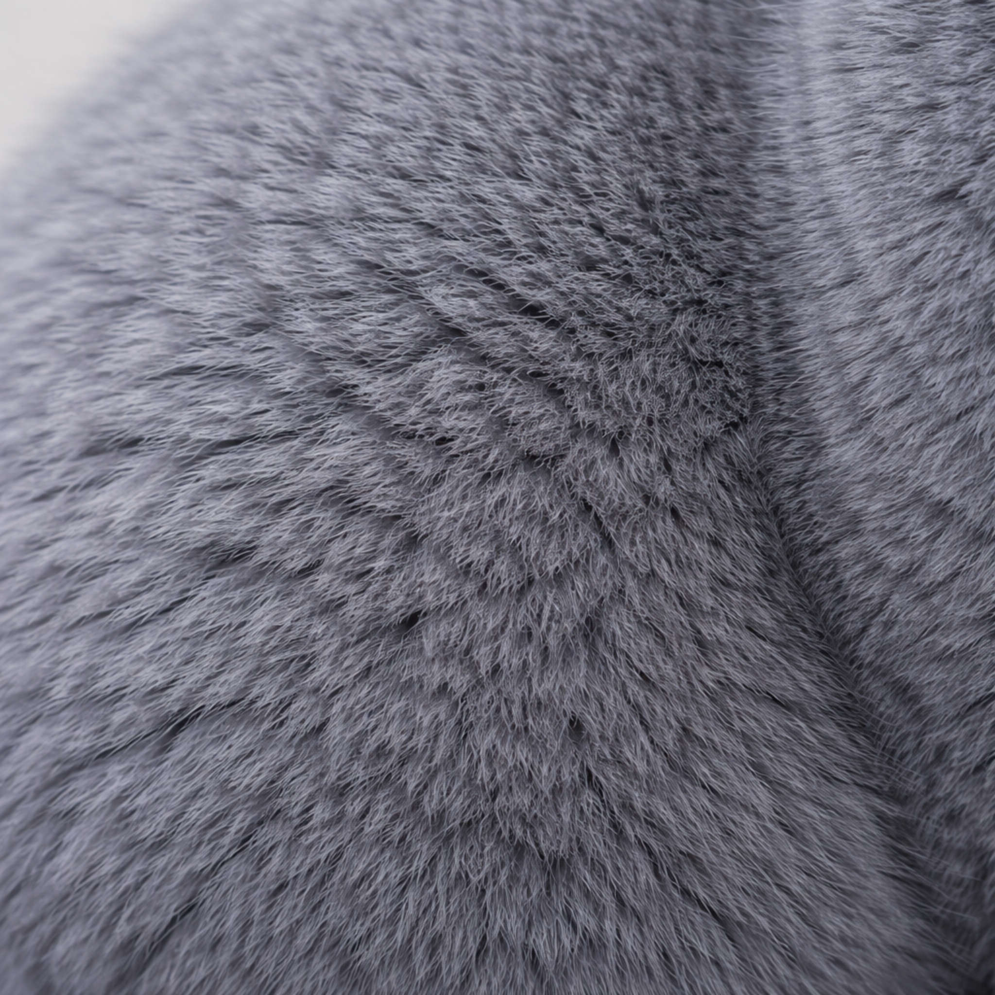 britanskaya-korotkosherstnaya-vidy-i-otlichiya-porody-sherst