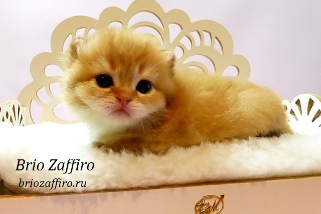 britanskaya-koshka-kupit-kotenka-cena