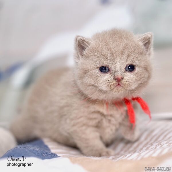 britanskaya-koshka-prodazha-kotenka