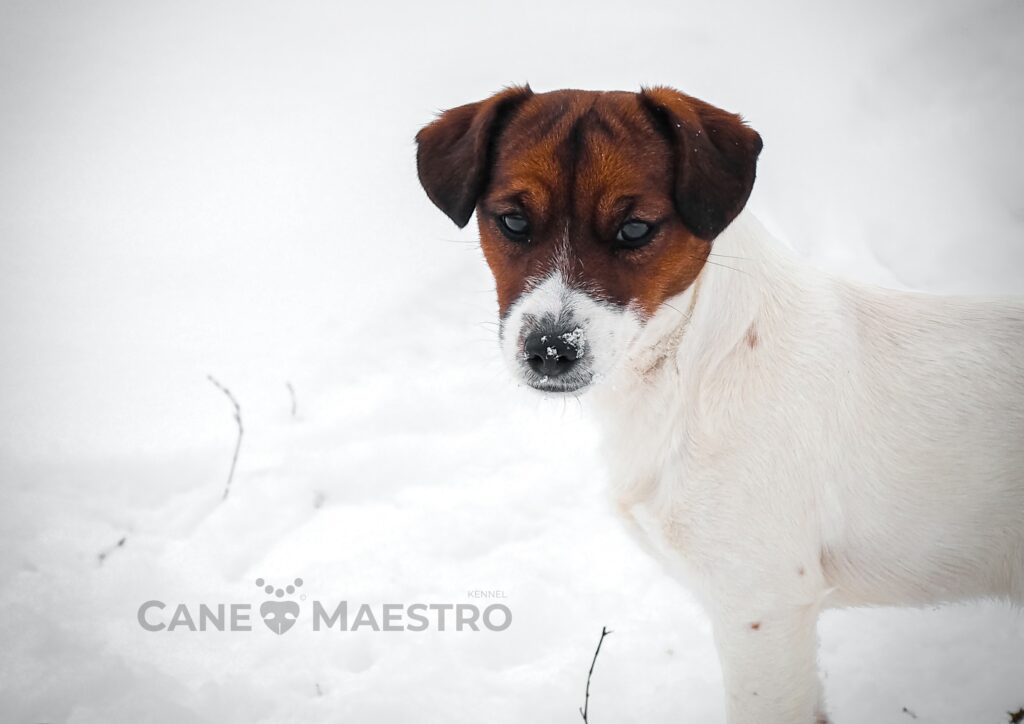 cane-maestro-pitomnik-dgek-rassel-tererov-prodaga-sobak