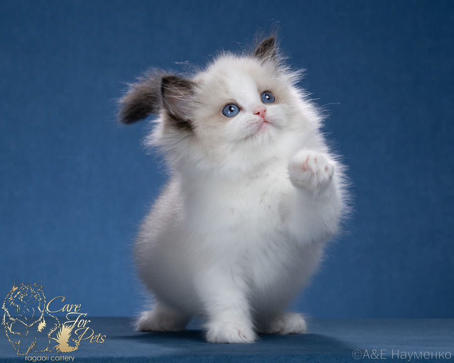 care-for-pets-pitomnik-regdollov-objavlenie-o-prodage-kota-4